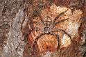 Holconia_insignis_D7824_Z_90_North Stradbroke island_Australie